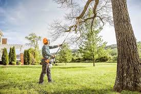 Best Tree Trimming and Pruning  in Delano, MN