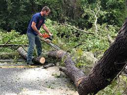 Best Utility Line Clearance  in Delano, MN