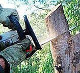 Trusted Delano, MN Tree Services Experts