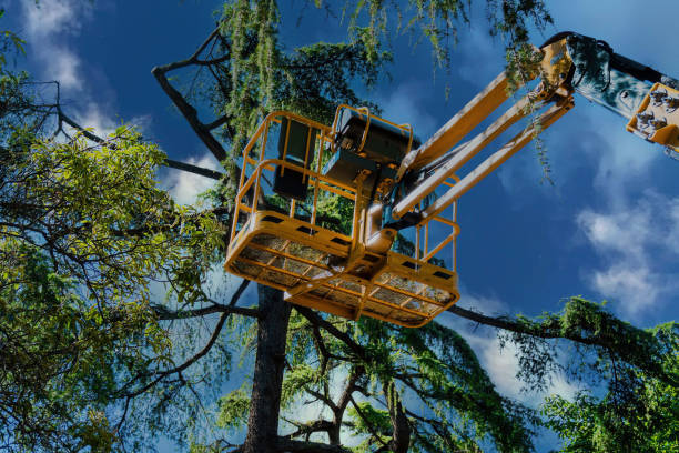 Best Tree Planting  in Delano, MN