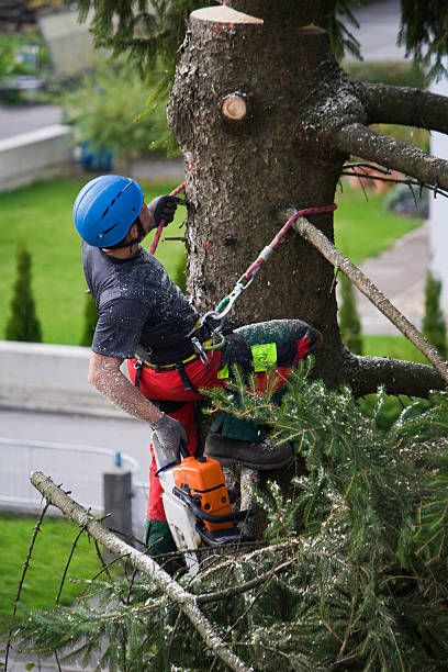 Best Palm Tree Trimming  in Delano, MN