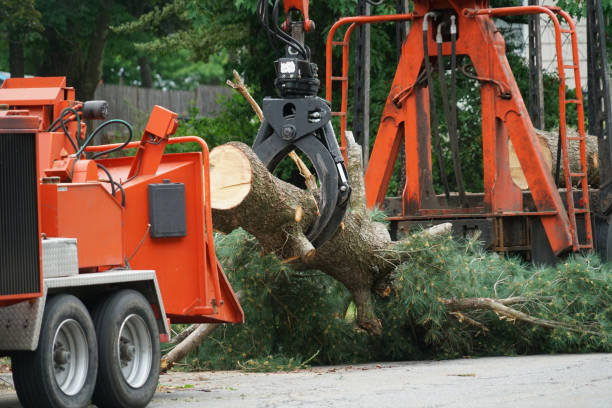 Best Tree Cabling and Bracing  in Delano, MN