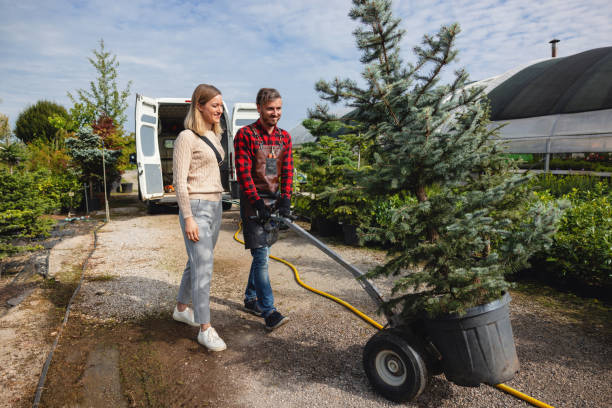 Best Tree Removal  in Delano, MN