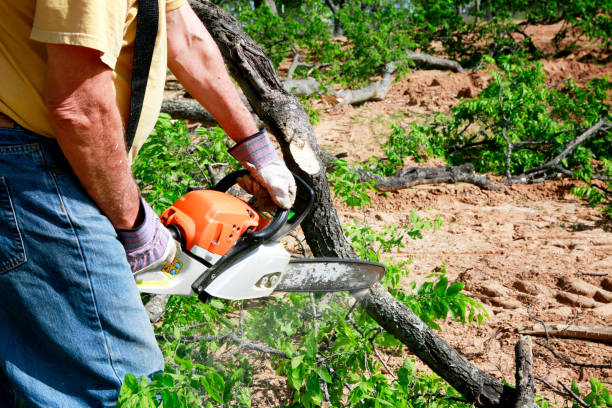 Best Grass Overseeding  in Delano, MN