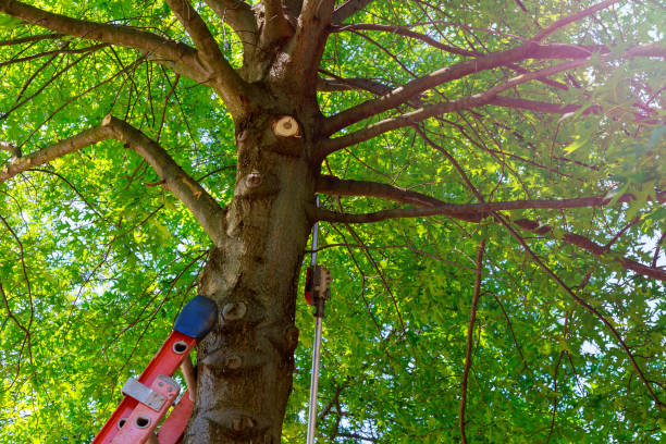 Best Storm Damage Tree Cleanup  in Delano, MN